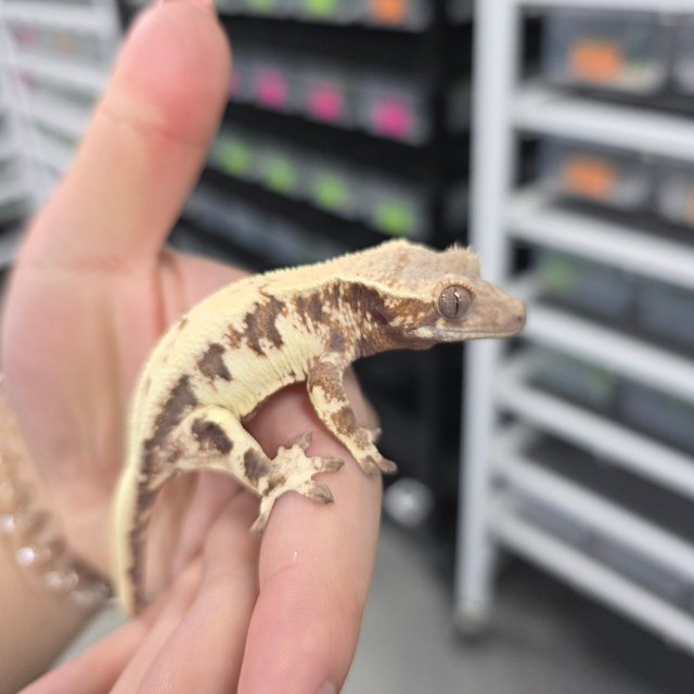 릴리 세이블 100%헷아잔틱