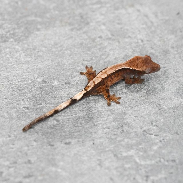 세이블