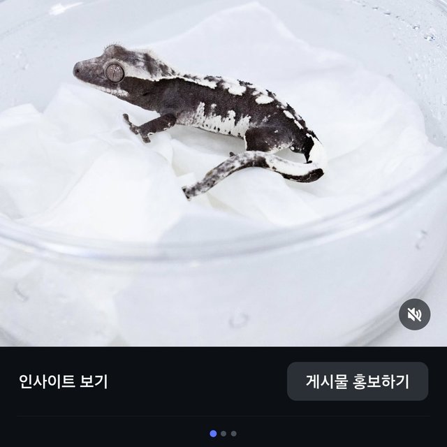 아잔틱