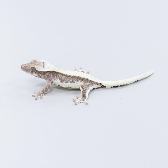 릴잔틱