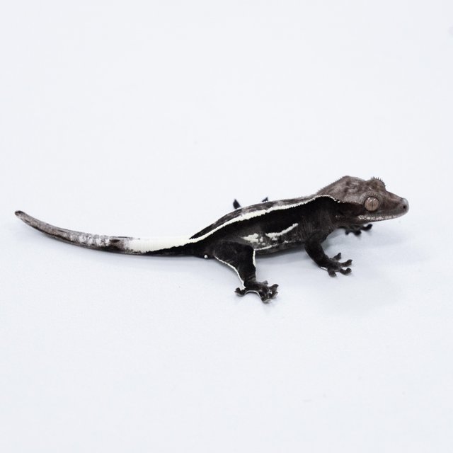 아잔틱