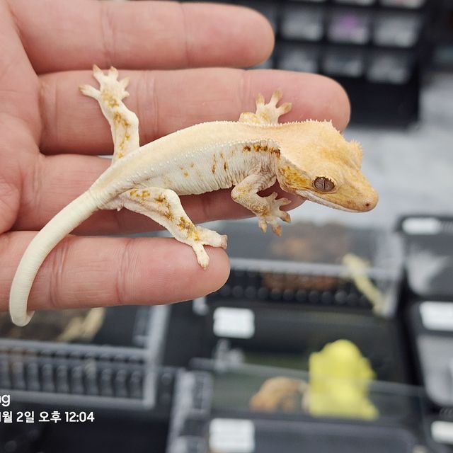 릴리화이트