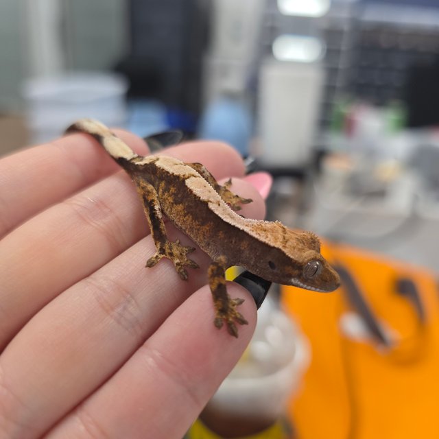 세이블 100%헷아잔틱