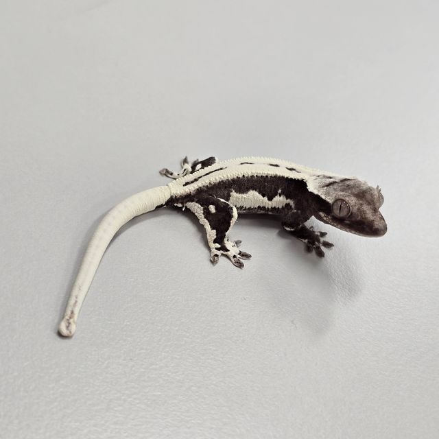 릴잔틱