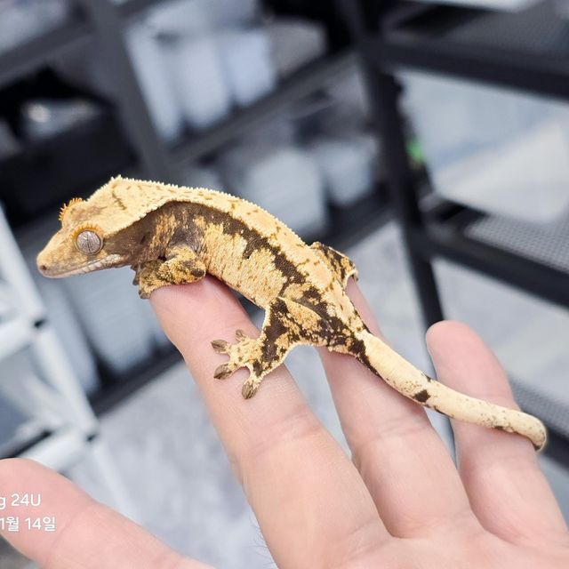 노멀