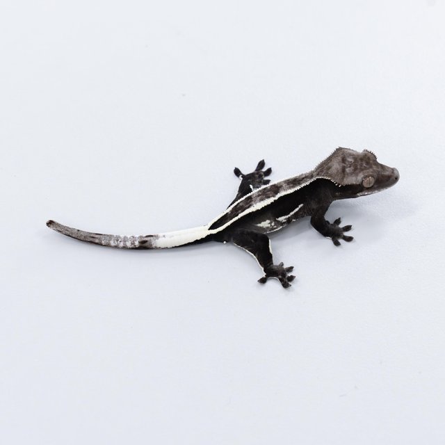 아잔틱