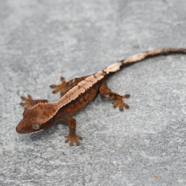 세이블