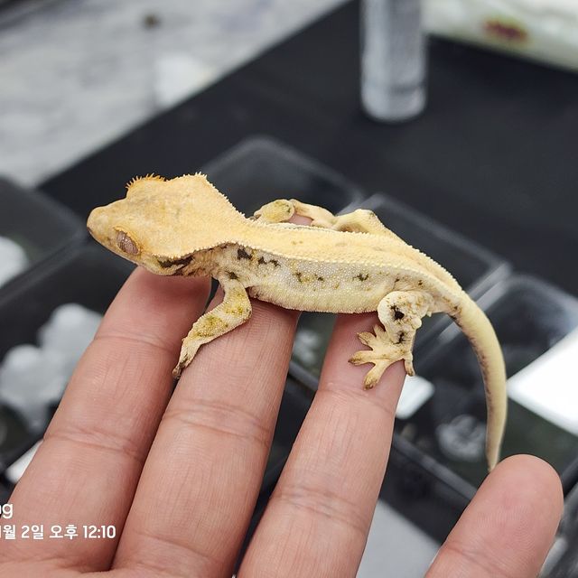 릴리화이트