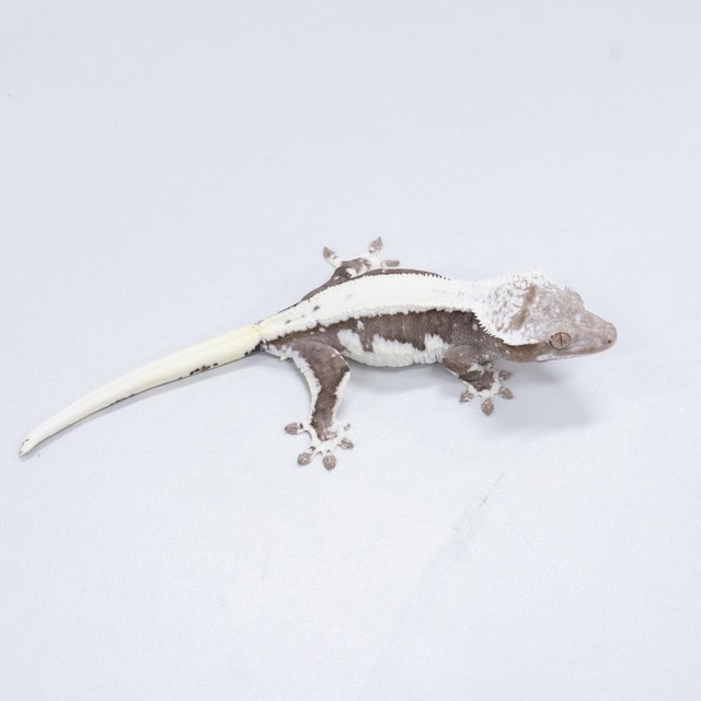 릴잔틱