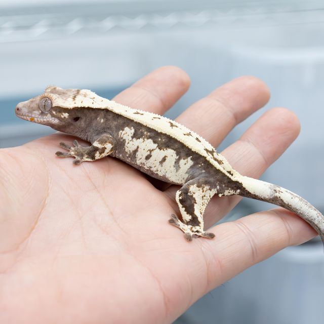 세이블