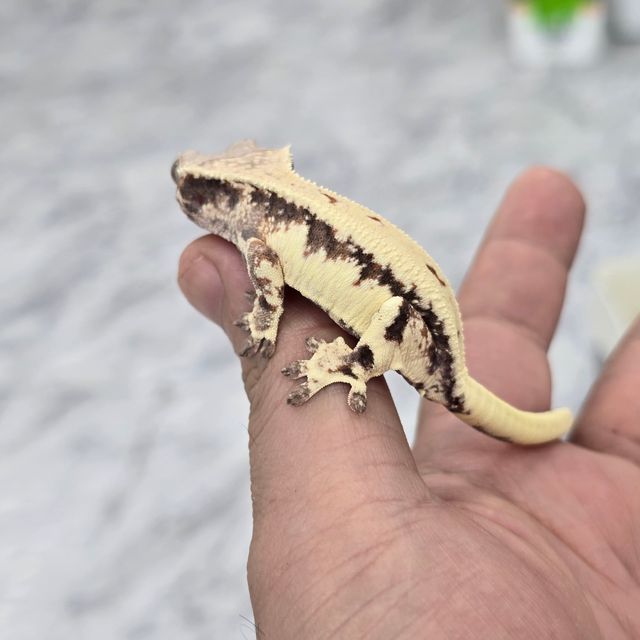 릴리 세이블