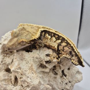 바브 트라이