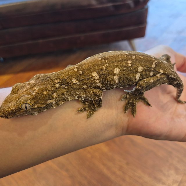 GT 트로거 코기스 프리델