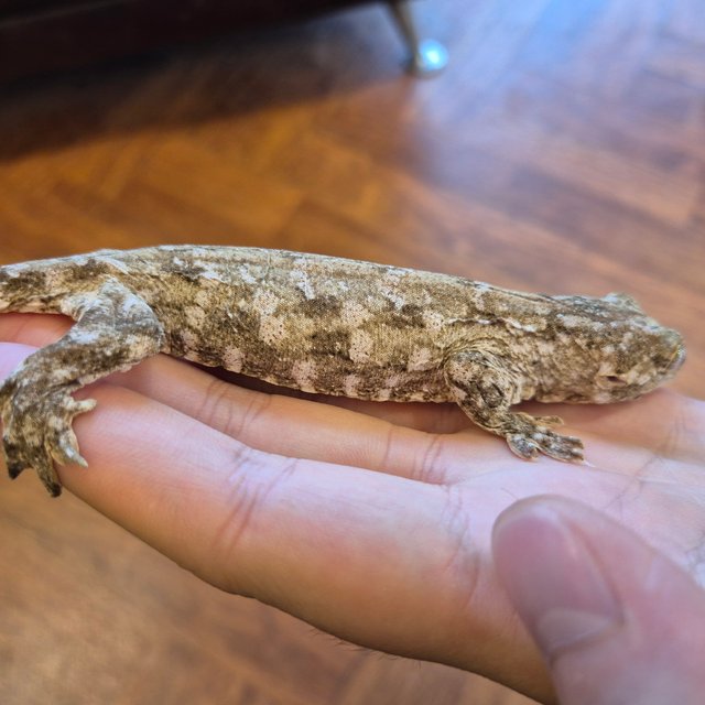 GT 프리델 트로거 코기스