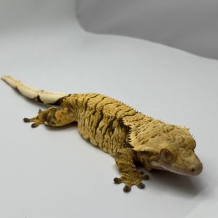 트라이 익스트림할리퀸 텐저린