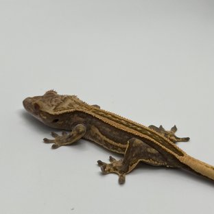 노멀 슈퍼스트라이프