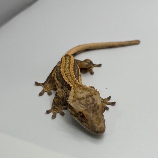 노멀 슈퍼스트라이프