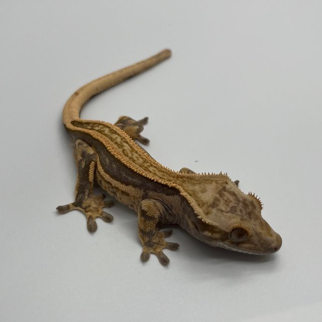 노멀 슈퍼스트라이프