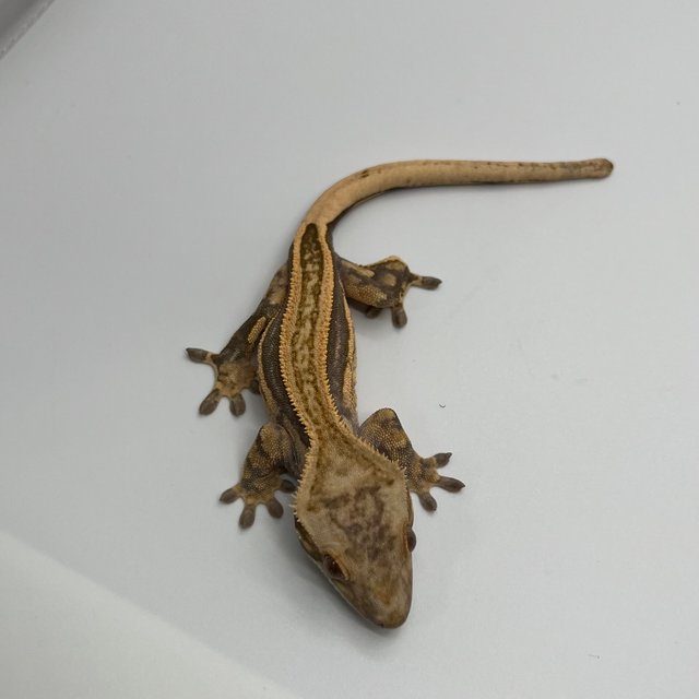 노멀 슈퍼스트라이프