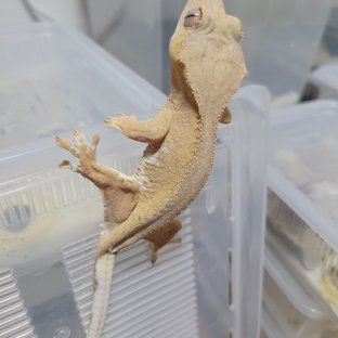 릴리화이트 옐로우
