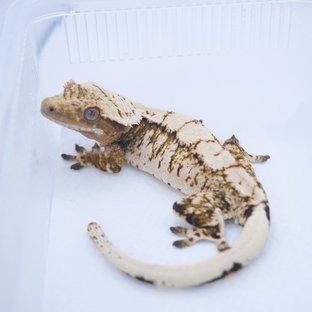 블라썸