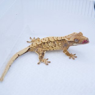 노멀 트라이 화이트스팟