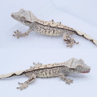 노멀 트라이 드리피 화이트스팟