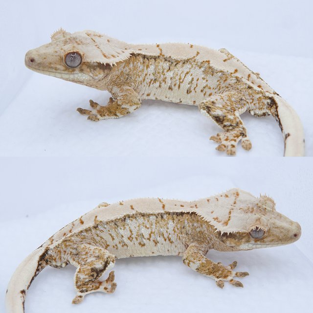 노멀 텐저린 트라이 화이트스팟