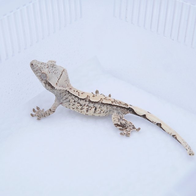 노멀 트라이 드리피 화이트스팟