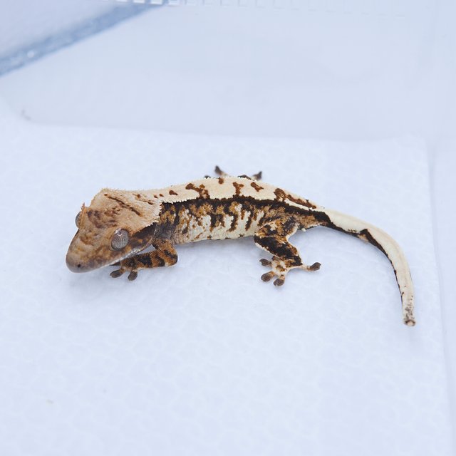 노멀 텐저린 트라이 화이트스팟