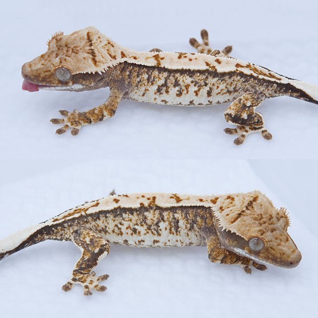 노멀 트라이 화이트스팟