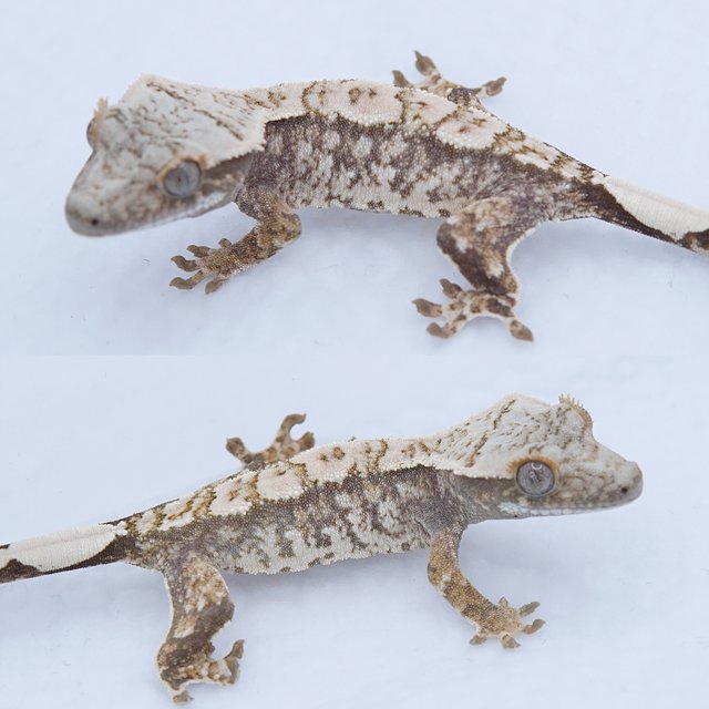 노멀 트라이 화이트스팟