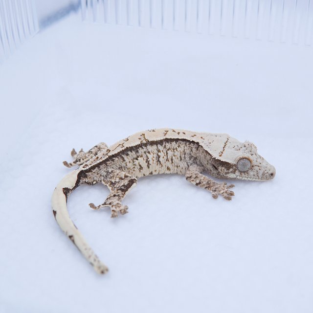 노멀 트라이 드리피 화이트스팟