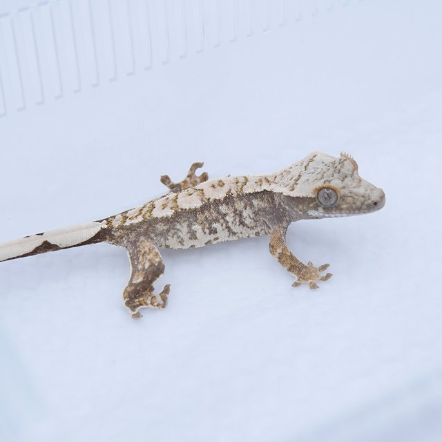 노멀 트라이 화이트스팟