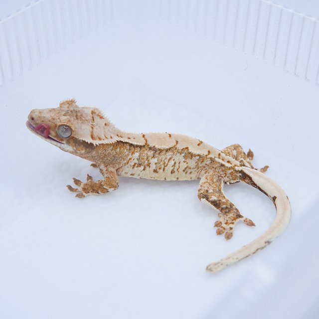 노멀 텐저린 트라이 화이트스팟