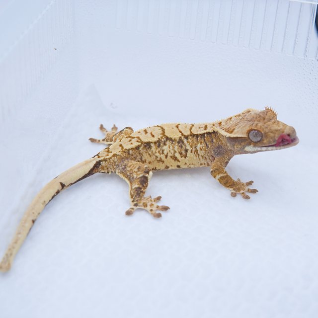 노멀 트라이 화이트스팟