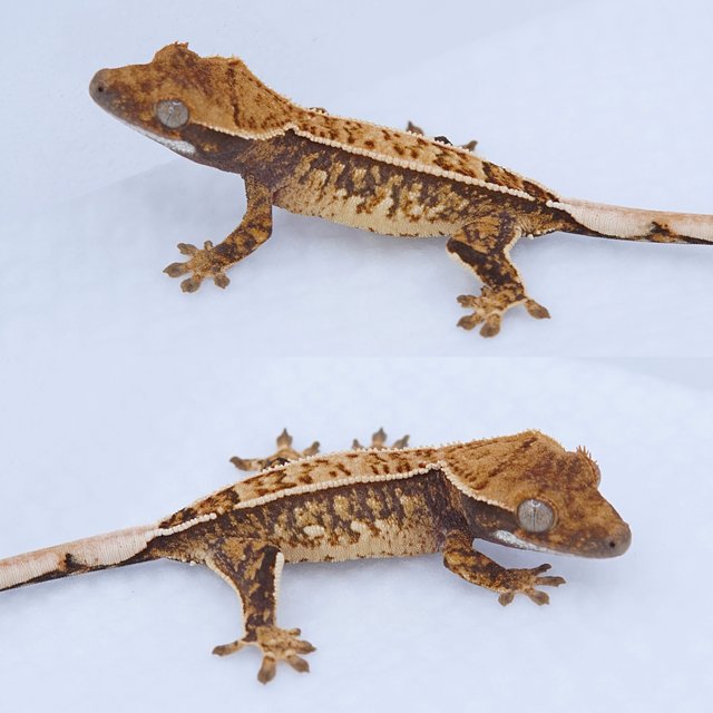 노멀 트라이 핀스트라이프 쿼드