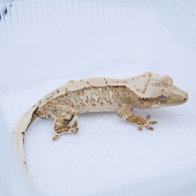 노멀 텐저린 트라이 화이트스팟