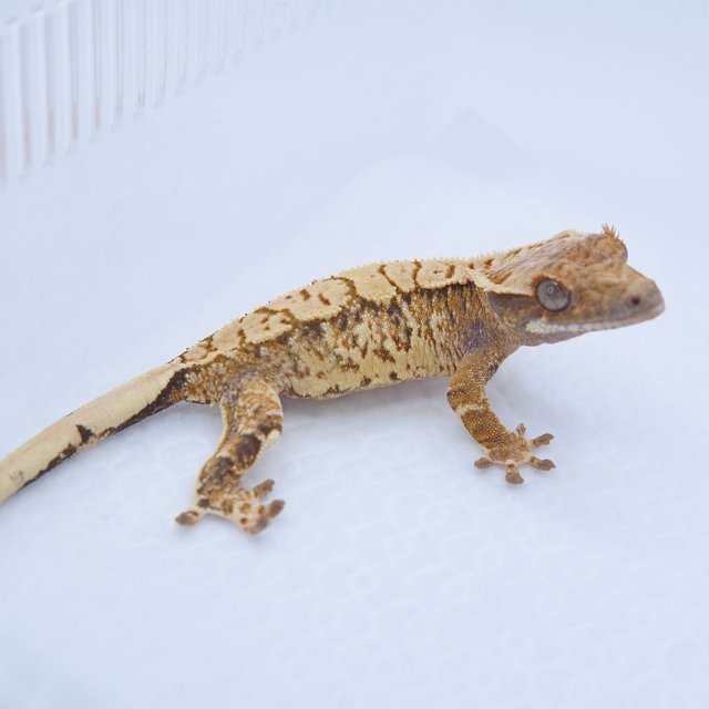 노멀 트라이 화이트스팟