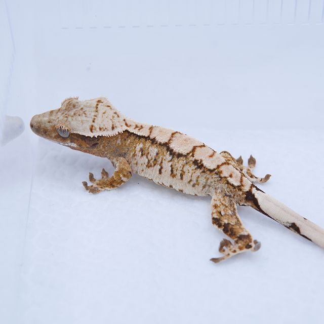 노멀 트라이 익스트림할리퀸 화이트스팟 텐저린