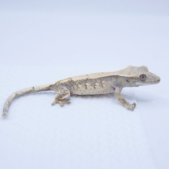 세이블 트라이 화이트스팟