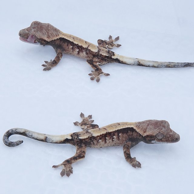 세이블 트라이 화이트스팟