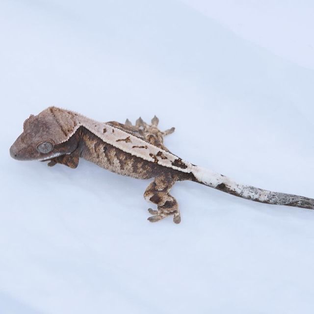 세이블 트라이 화이트스팟