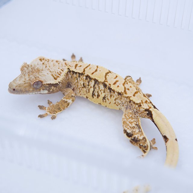 노멀 트라이 텐저린 화이트스팟