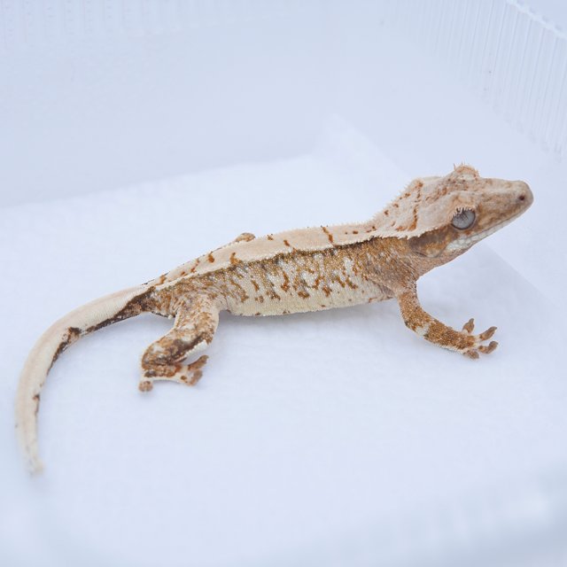 노멀 텐저린 트라이 화이트스팟