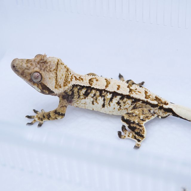 노멀 트라이 화이트스팟 핀스트라이프