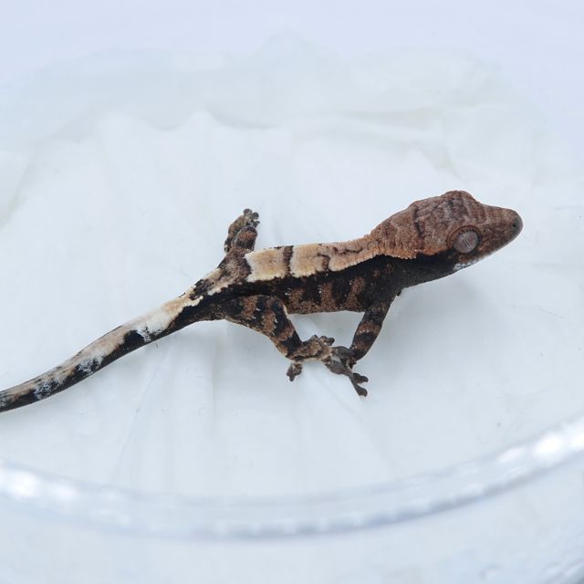 세이블 트라이 화이트스팟
