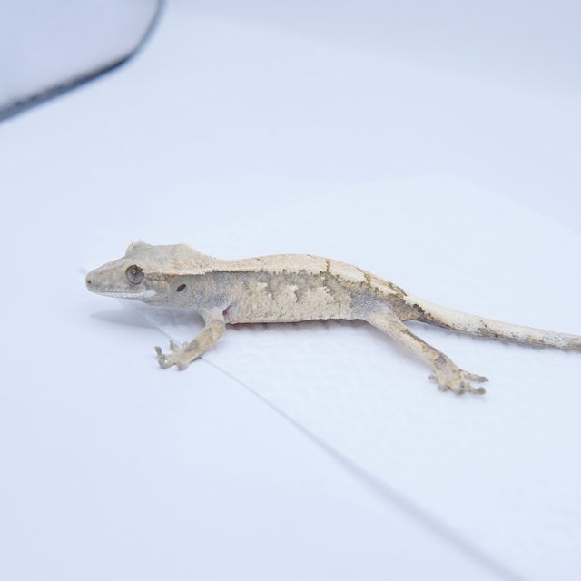 세이블 트라이 화이트스팟