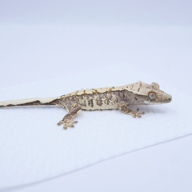 노멀 트라이 익스트림할리퀸 화이트스팟