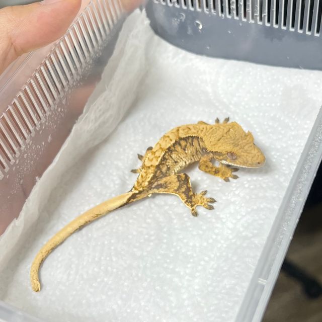 노멀 트라이